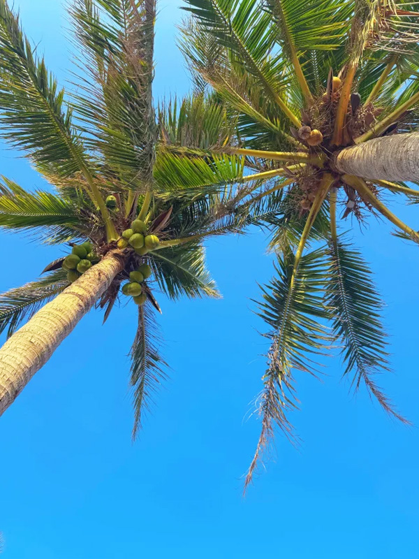 寶島臺灣椰子樹